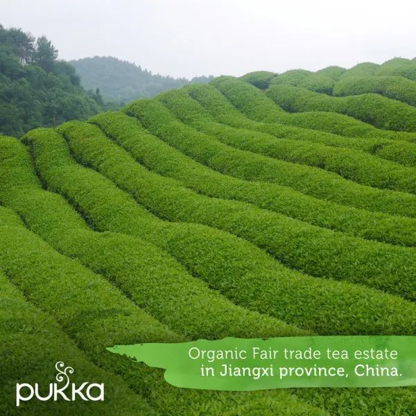Pukka Herbal Organic Teas Tea Sachets - Ginseng Matcha Green (20 Sachets)