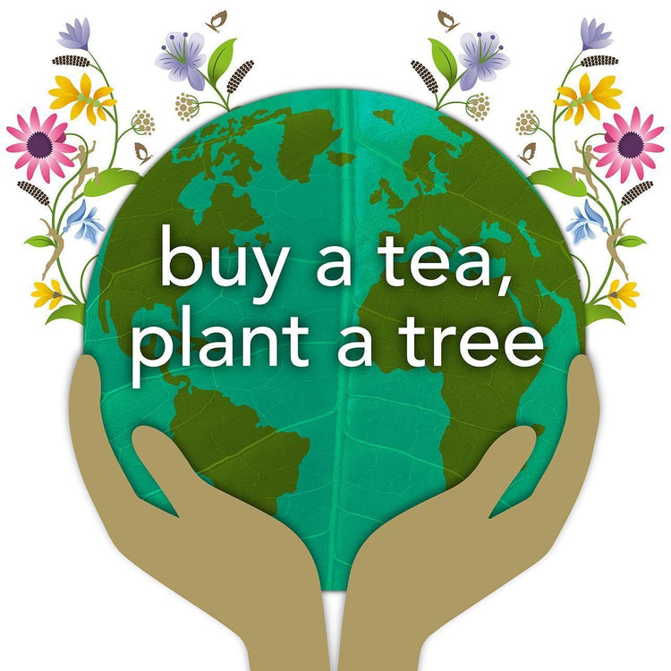 Pukka Herbal Organic Teas Tea Sachets - Licorice & Cinnamon (200 Sachets)